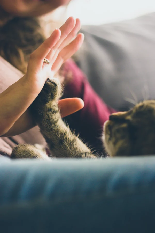 Can Owning a Pet Improve Your Health?