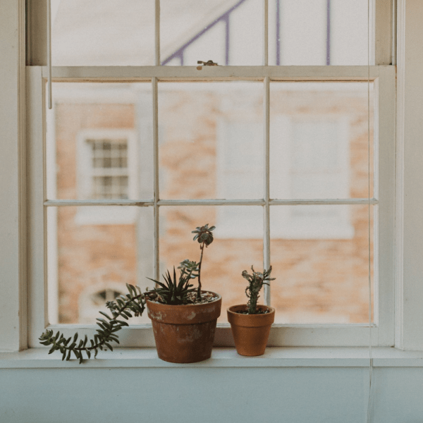 7 out of 10 Millennials Consider Themselves a ‘Plant Parent’: Here’s How to Get it Right