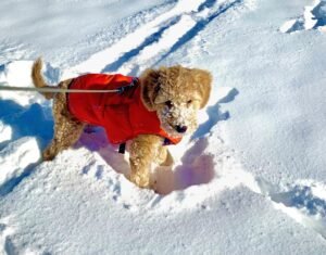 No Cold Paws: 5 Ways To Prepare Your Dog For Walks In Colder Weather
