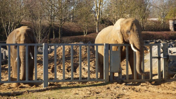 We Need to Rethink Elephants in Zoos