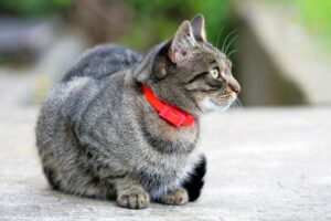 3 Ways a Long-Lasting Cat Calming Collar Can Improve Your Cat’s Life
