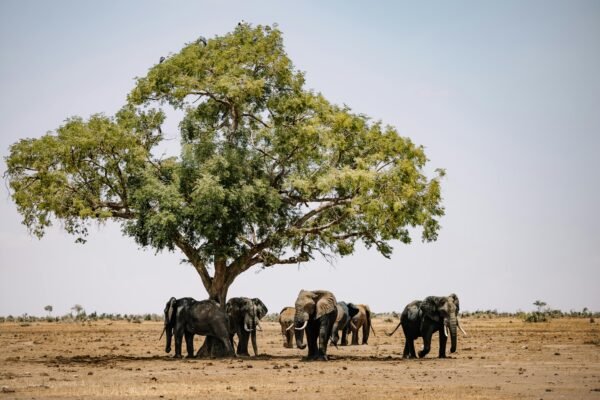 10 Reasons Why Tanzania Should Be Your Next Coffee & Luxury Wildlife Safari – A Journey of Relaxation, Culinary Delights, and Wellness
