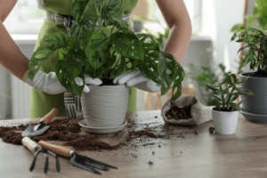 Using House Plants as a Way to Style your Home