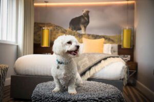 The 6 Best Dog-Friendly Holiday Destinations in the UK